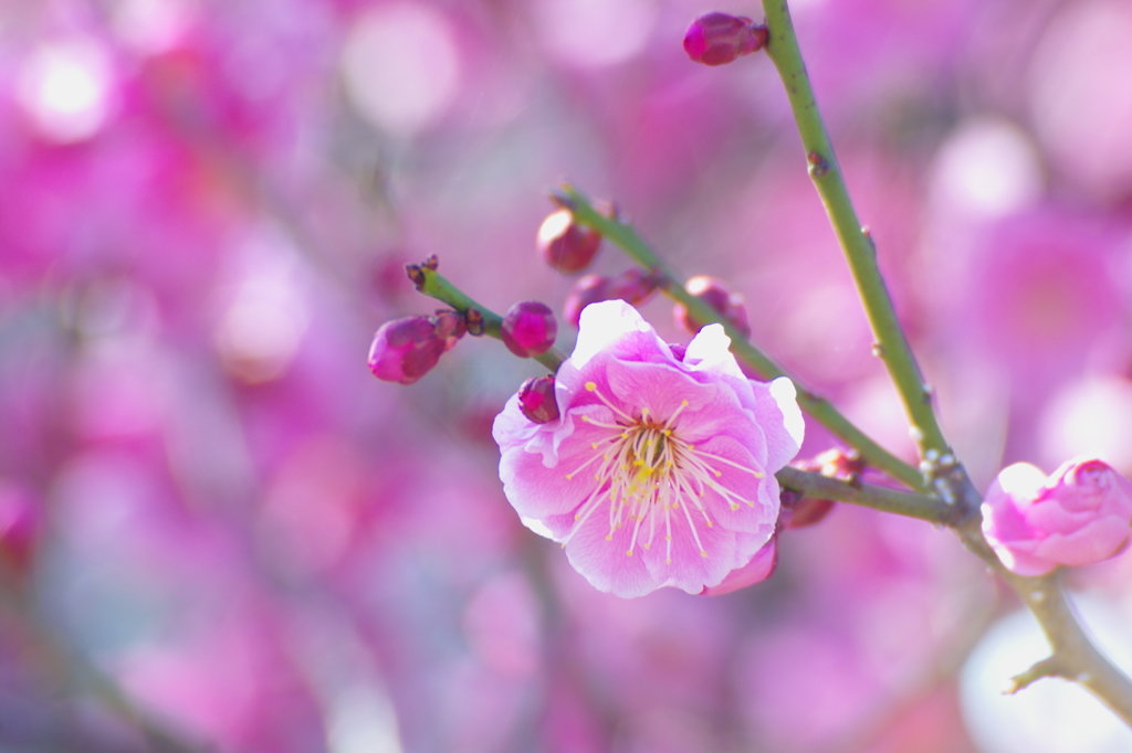 梅の花