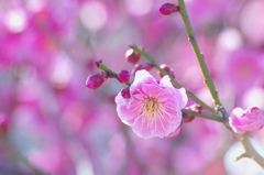 梅の花