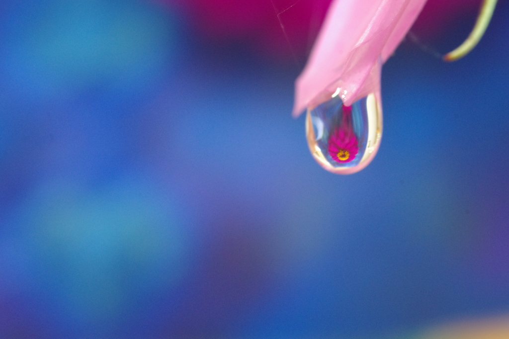 Flower in the drop　-Violet-