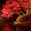 Autumn colors Ⅱ