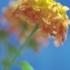 Lantana 02