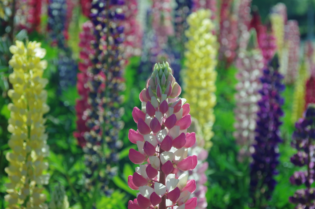Colorful #01　