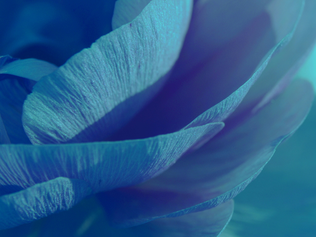 Blue petal