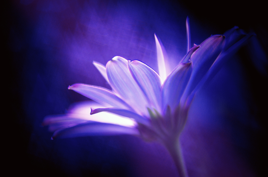 Violet