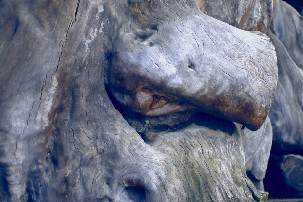 cambium layer