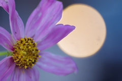 秋桜　