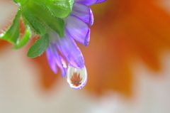 Flower in the drop  -燃えるように-