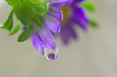Flower in the drop -Purple-