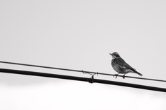 monochrome   -Ｂｉｒｄ-