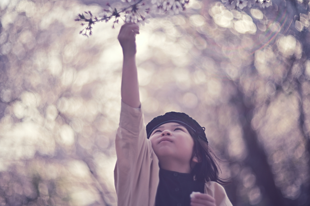 桜