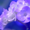Blue&Purple