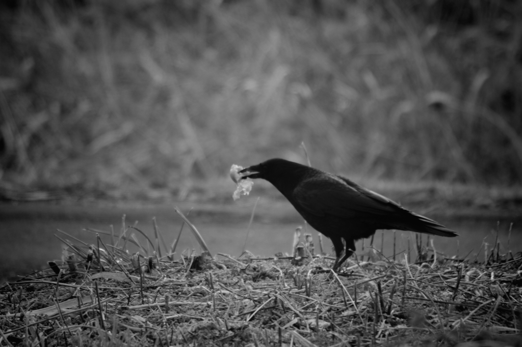 Black Bird  #01