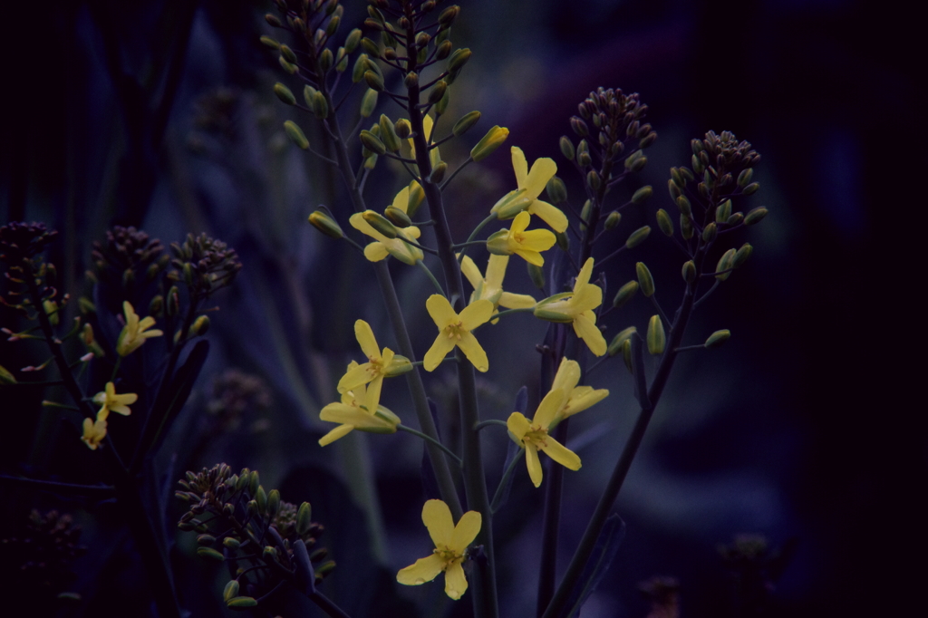 キャベツの花
