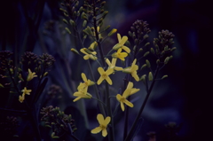 キャベツの花
