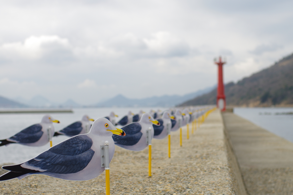 女木島　-カモメ-