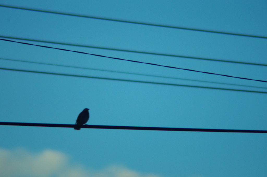 Bird