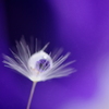 Flower in the drop