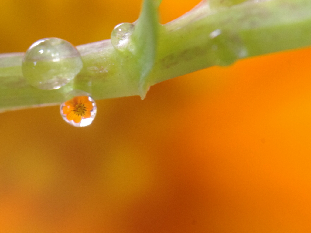 Flower in the drop  -Orenge- #02