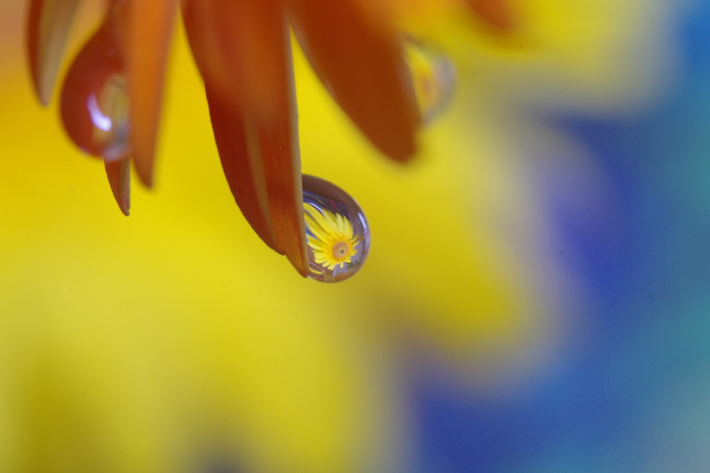 Flower in the drop #02