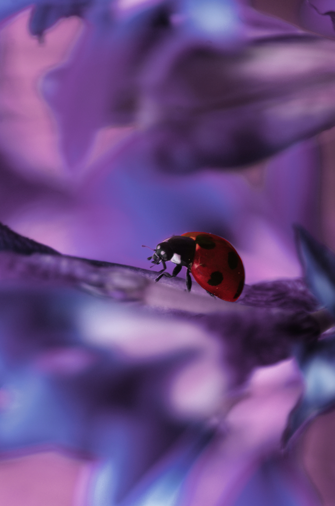 Red fairy