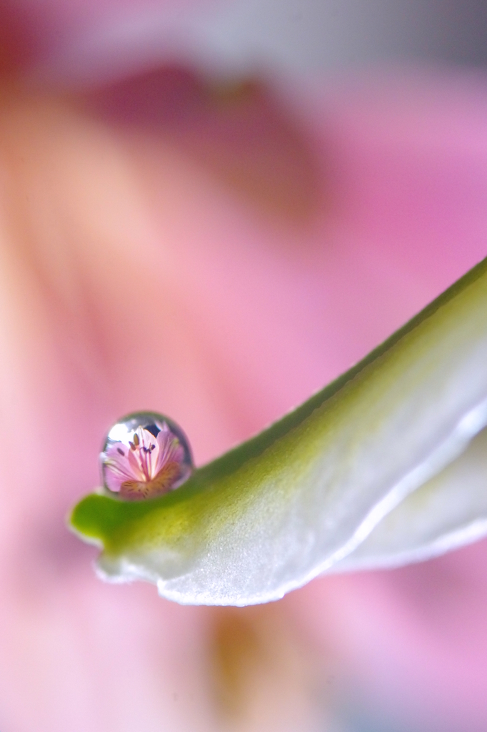 Flower in the drop　-Pink-