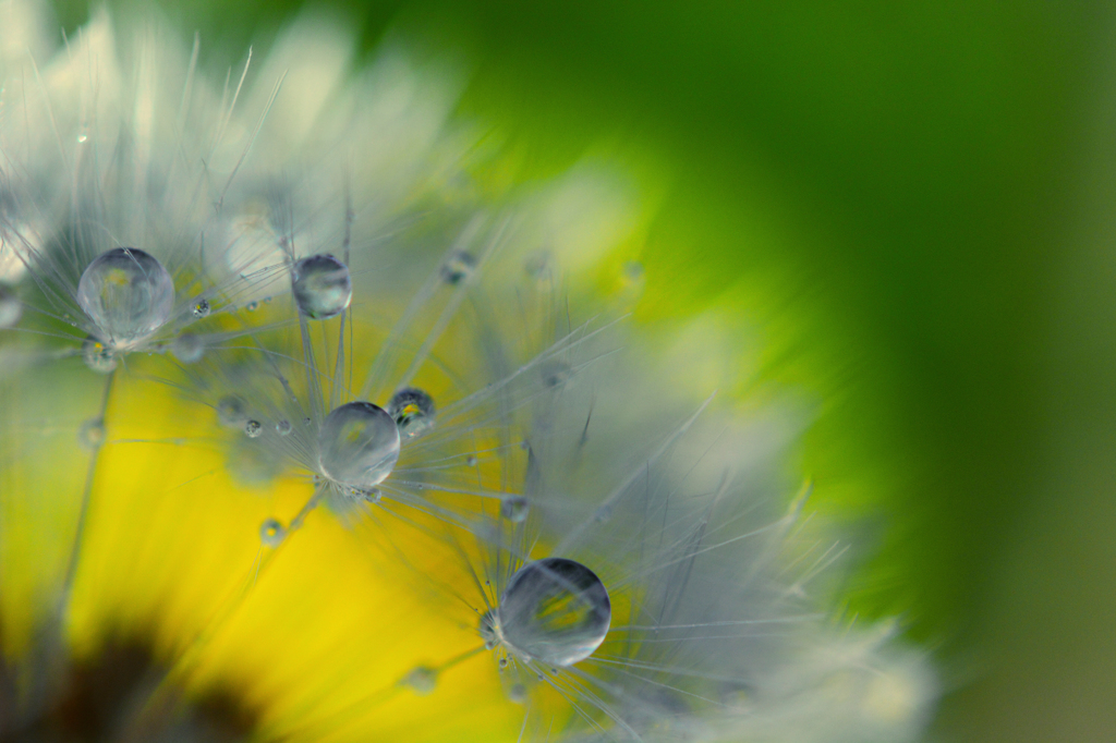Spring flowers
