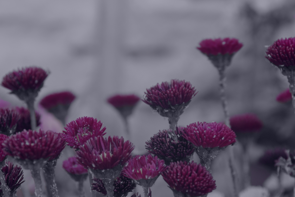 Flower+　#09