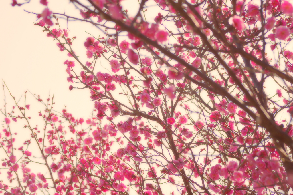 梅の花　#03