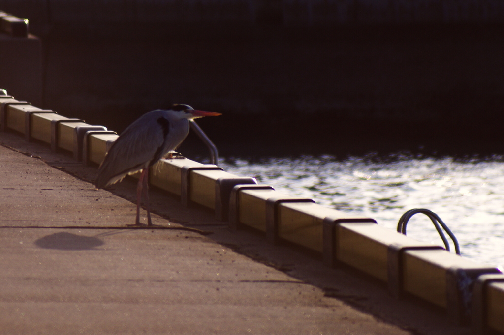 港Bird