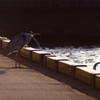 港Bird