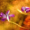 Sparkle of life