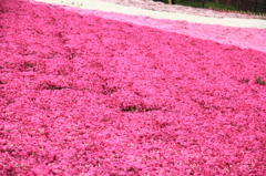 芝桜　２