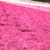 芝桜　２