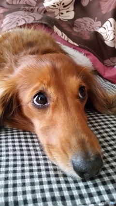 こたつでのんびり