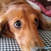 こたつでのんびり