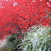 里の春　５