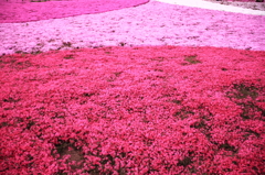芝桜　１