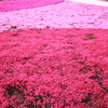 芝桜　１
