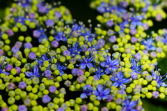プチプチ紫陽花