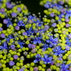 プチプチ紫陽花