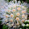 花火みたい　1
