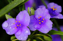 つゆ草　1