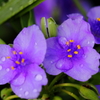 つゆ草　1