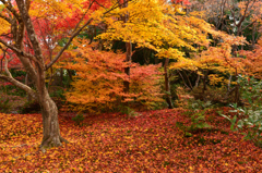 秋の情景　京都　宝筐院