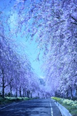 しだれトンネル