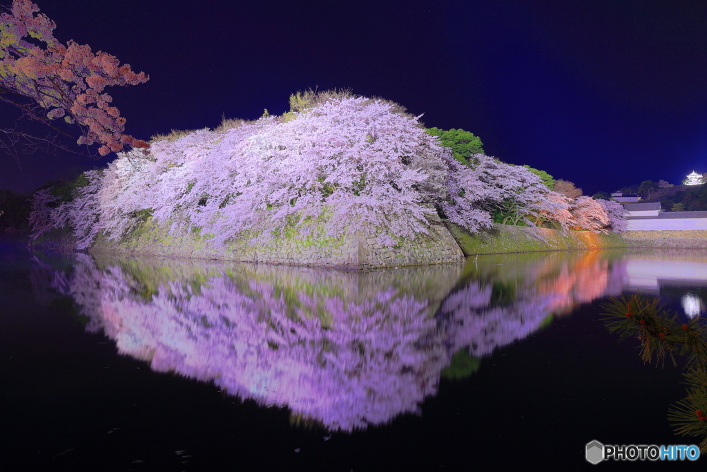 彦根城の夜桜