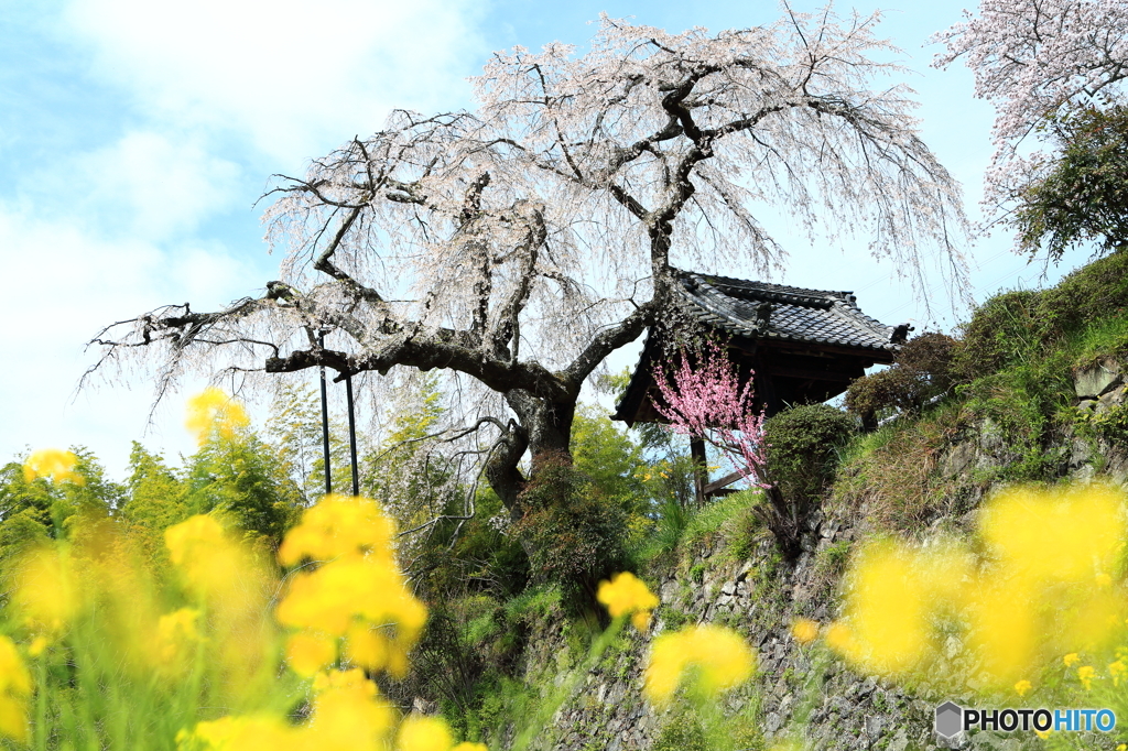 一本枝垂れ桜と菜の花