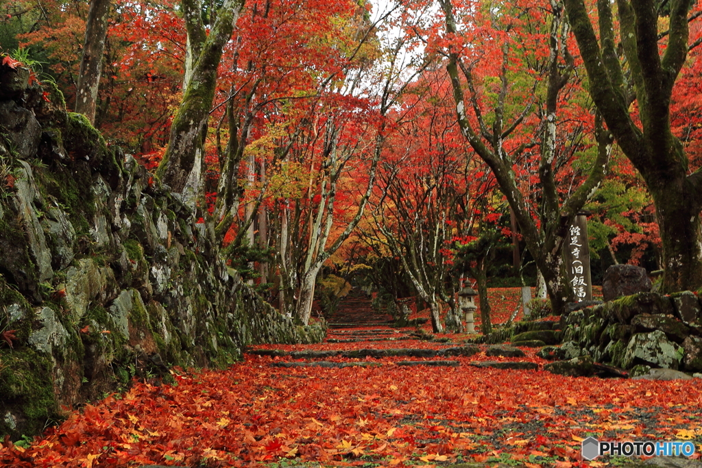 紅葉の絨毯