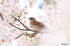 春の陽気に誘われて