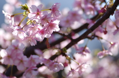 この花弁は…